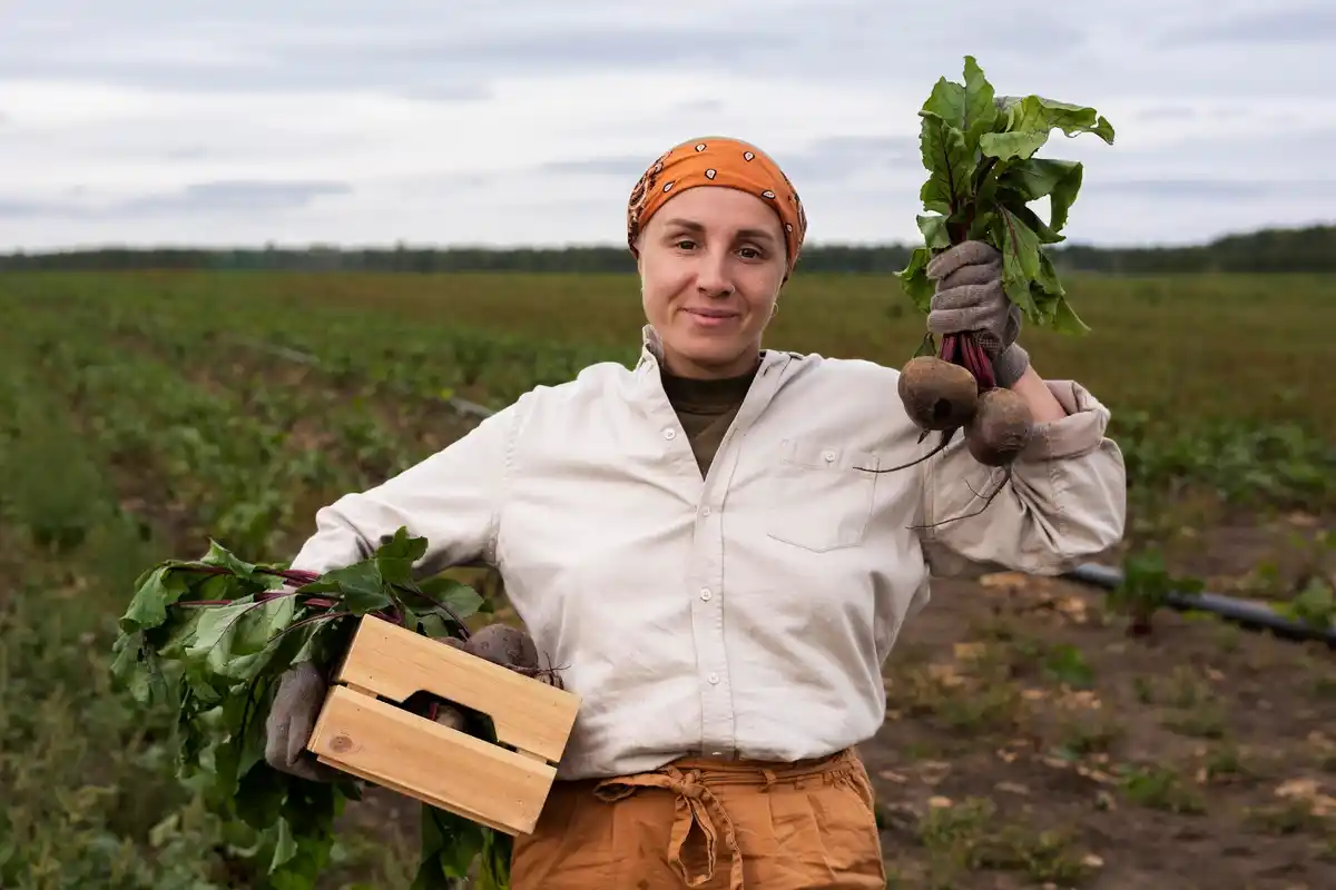 modern potato harvest czech field