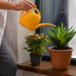 wilting houseplant self watering hack window