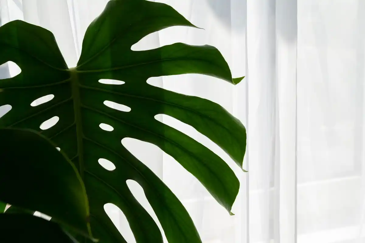 wilting houseplant close up window light