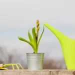 watering can upcycling ideas garden
