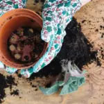 coffee grounds in Czech garden green compost home backyard