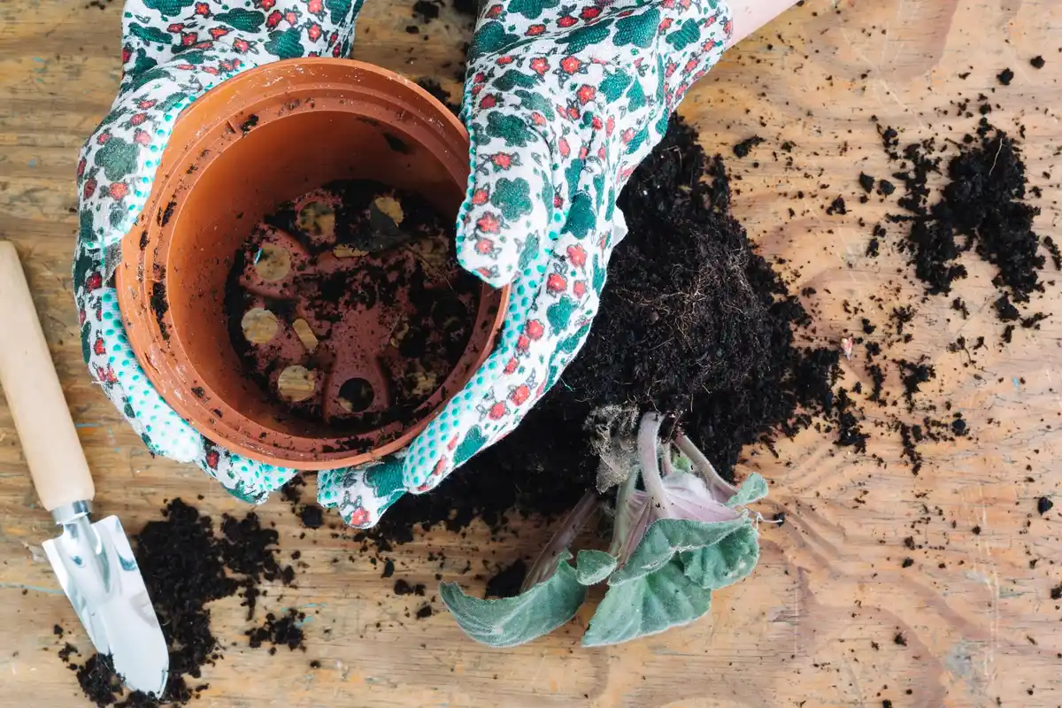 coffee grounds in Czech garden green compost home backyard