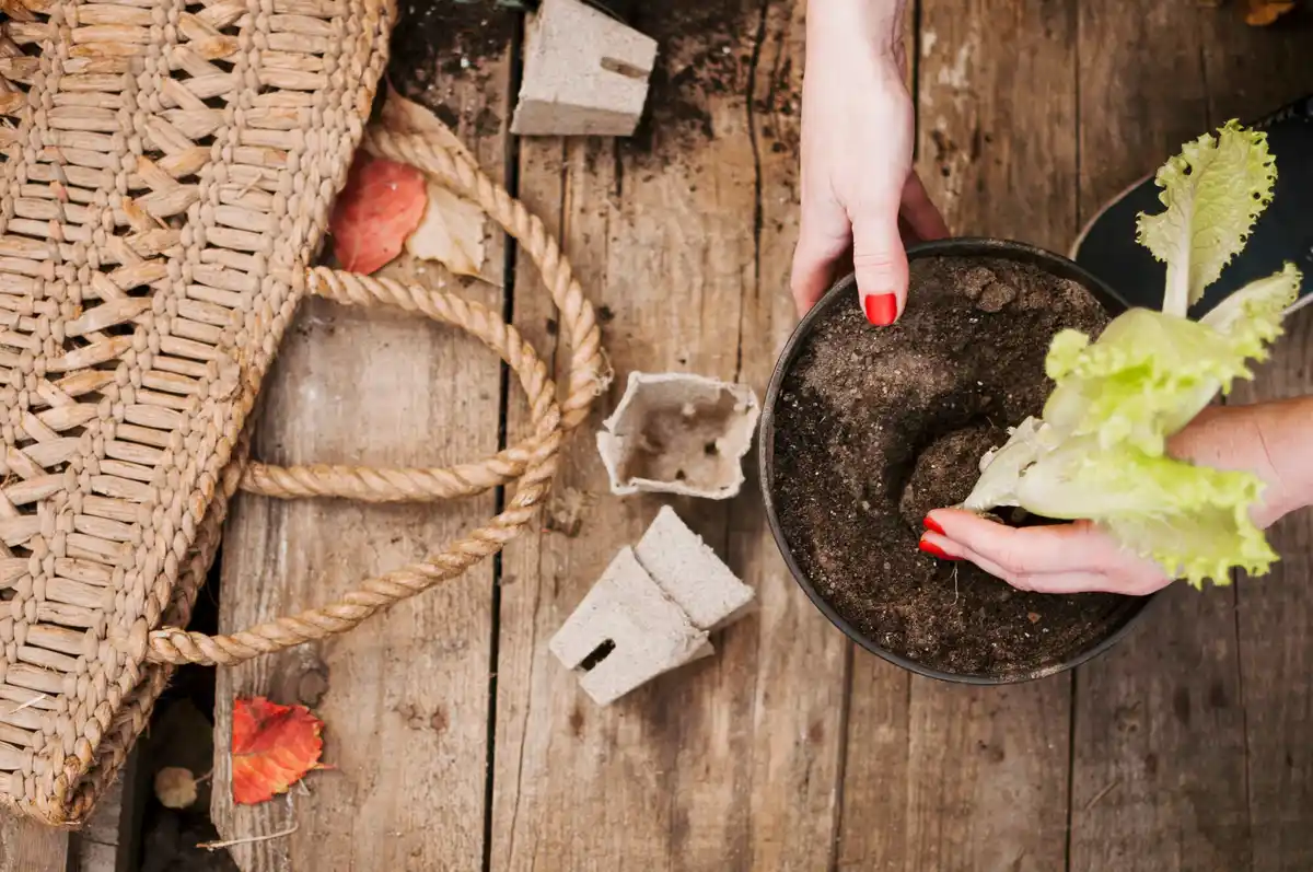 coffee grounds natural fertilizer vegetables Czech garden