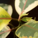infected plant leaves symptoms garden problem closeup