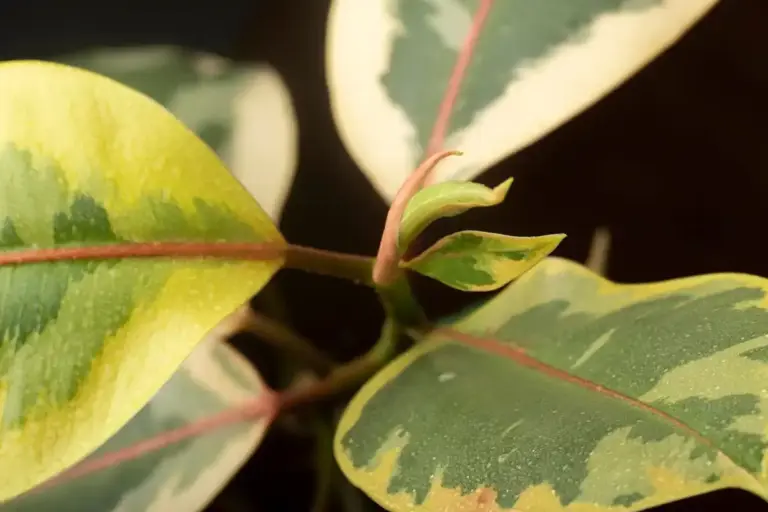 infected plant leaves symptoms garden problem closeup