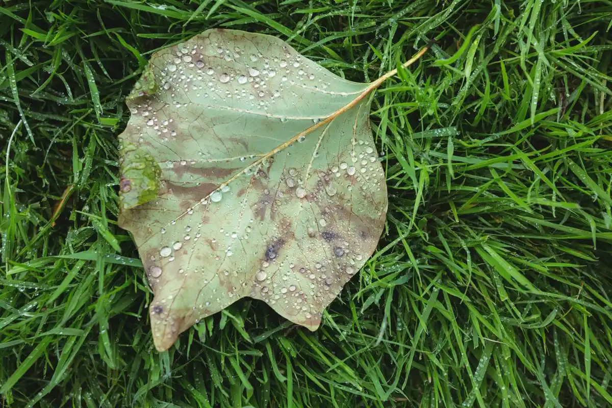 disease spots on leaves closeup garden