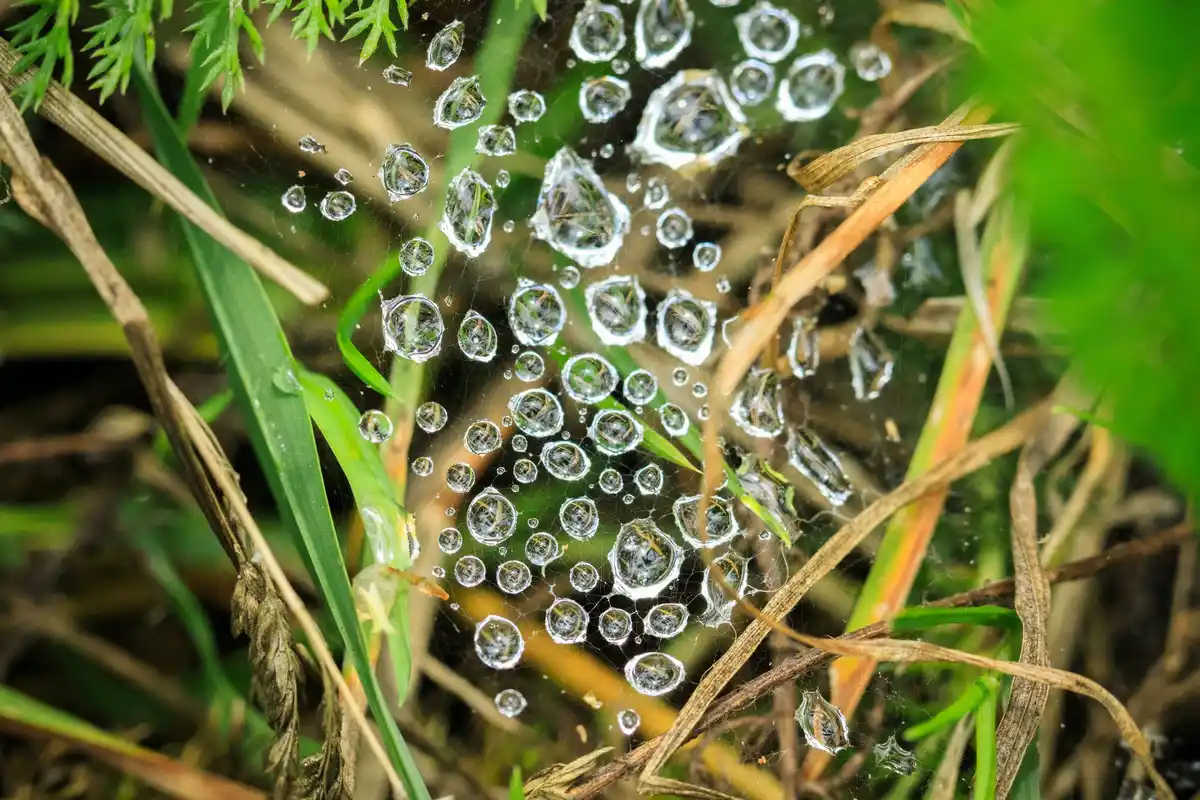 hole punched leaf fungus disease closeup