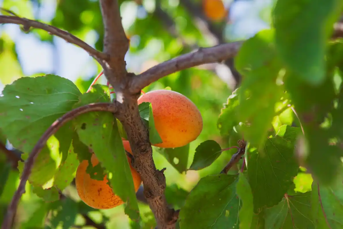 plums in garden on czech backyard