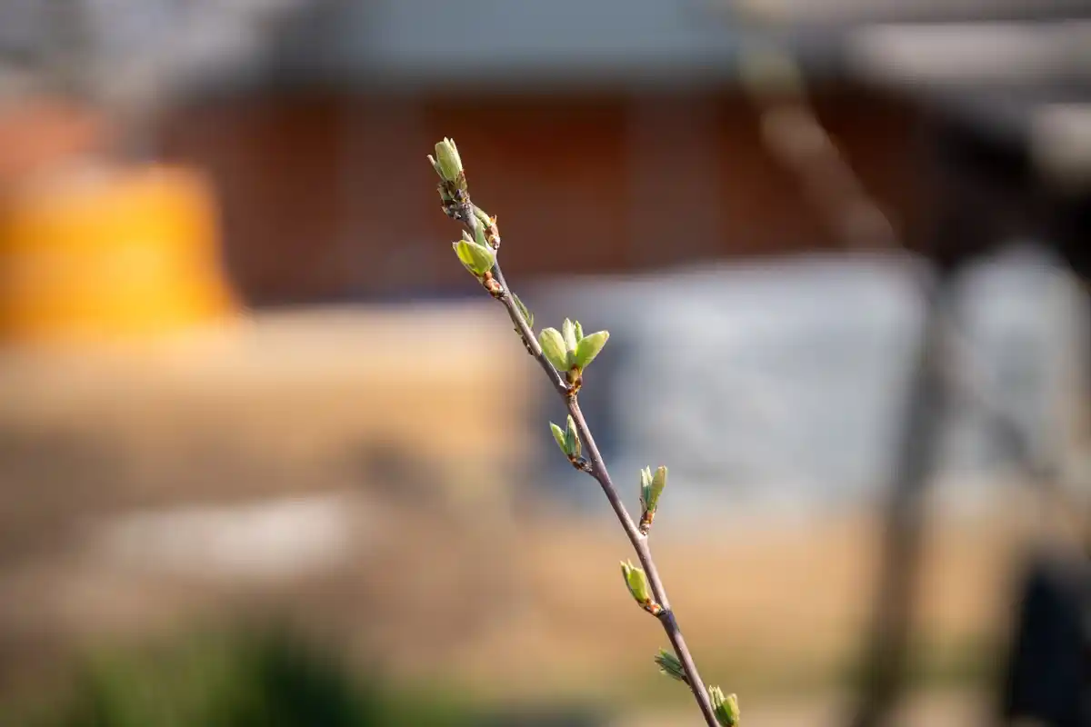 unsuccessful plum tree sapling in czech home garden