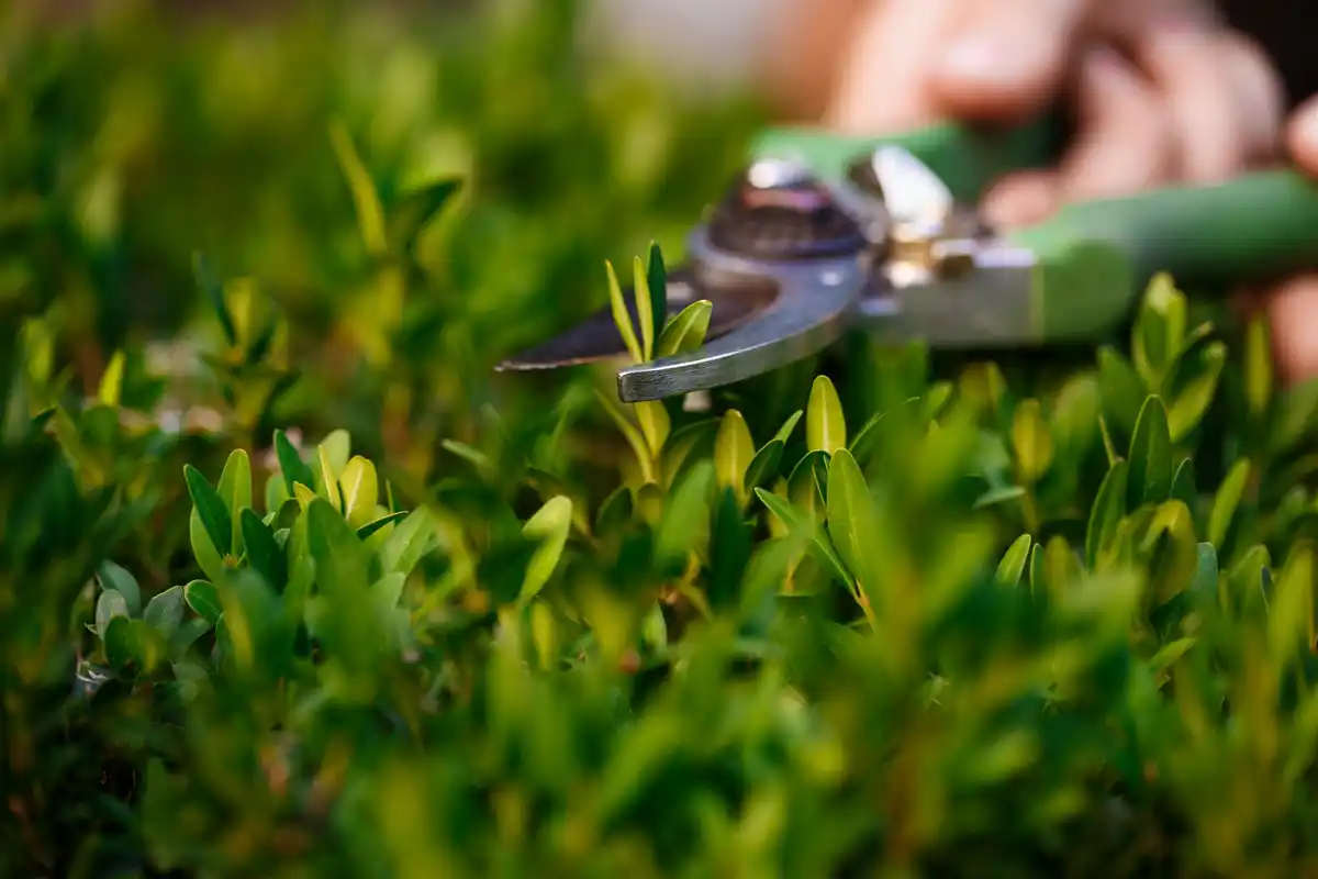 coffee grounds as natural lawn fertilizer in czech backyard