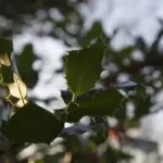coffee grounds in garden czech nature backyard
