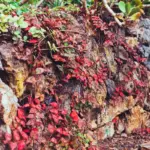 rotting blueberry bush manure acid soil