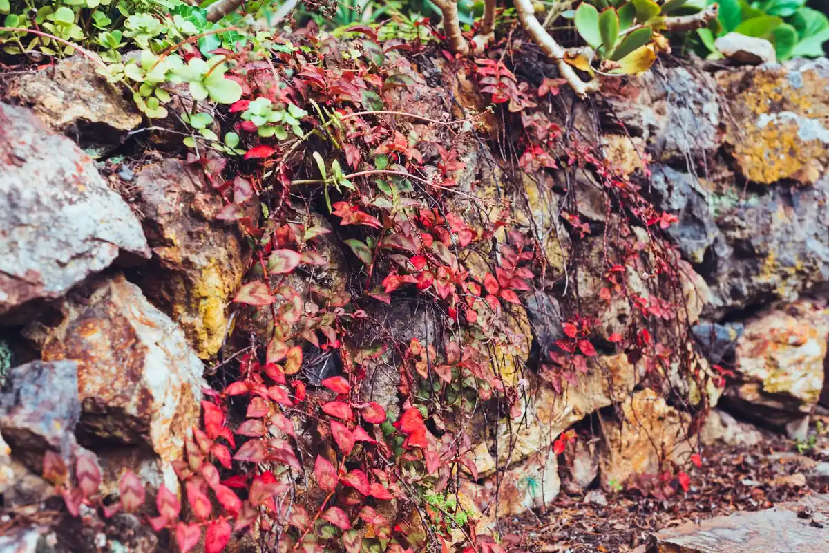 rotting blueberry bush manure acid soil