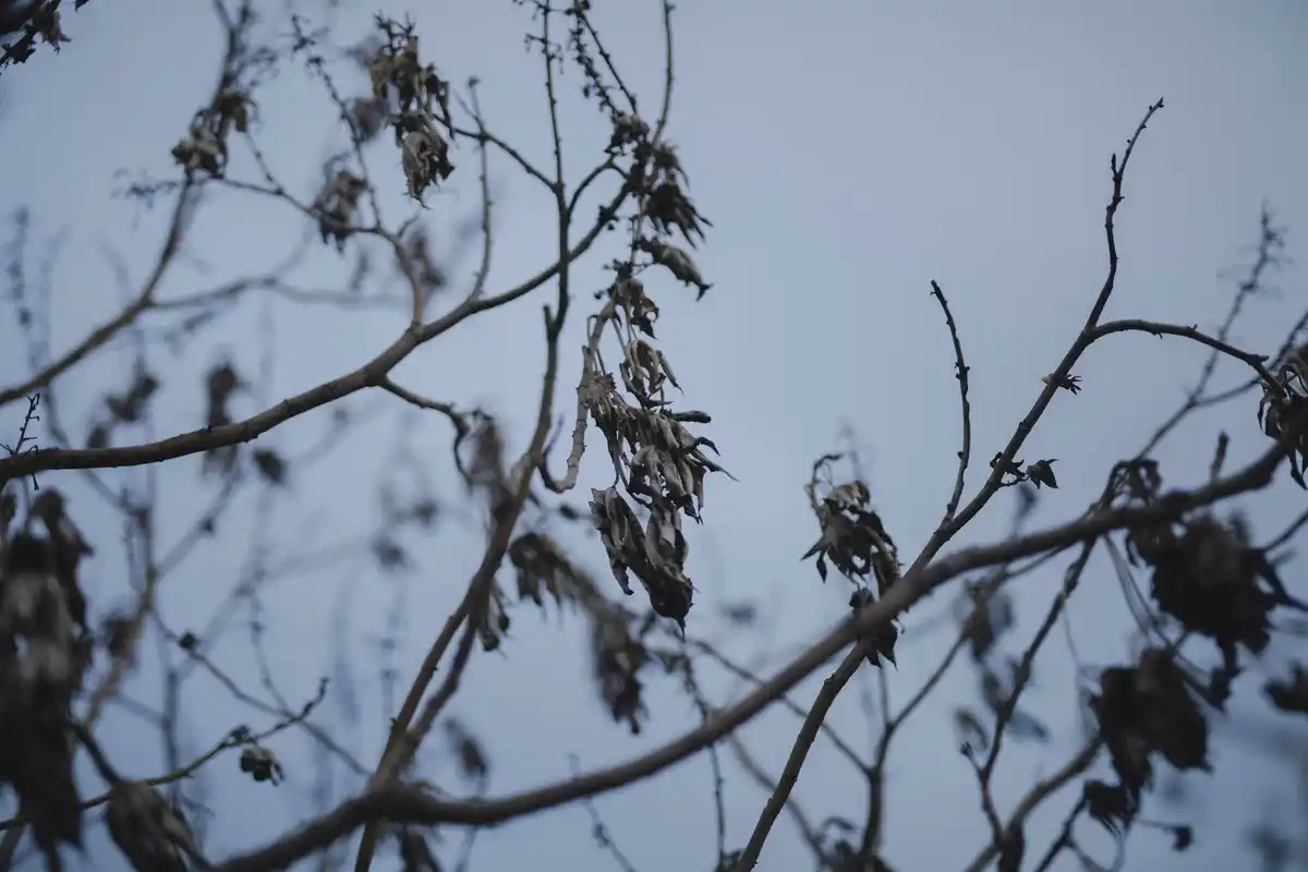 dead blueberry bushes after manure