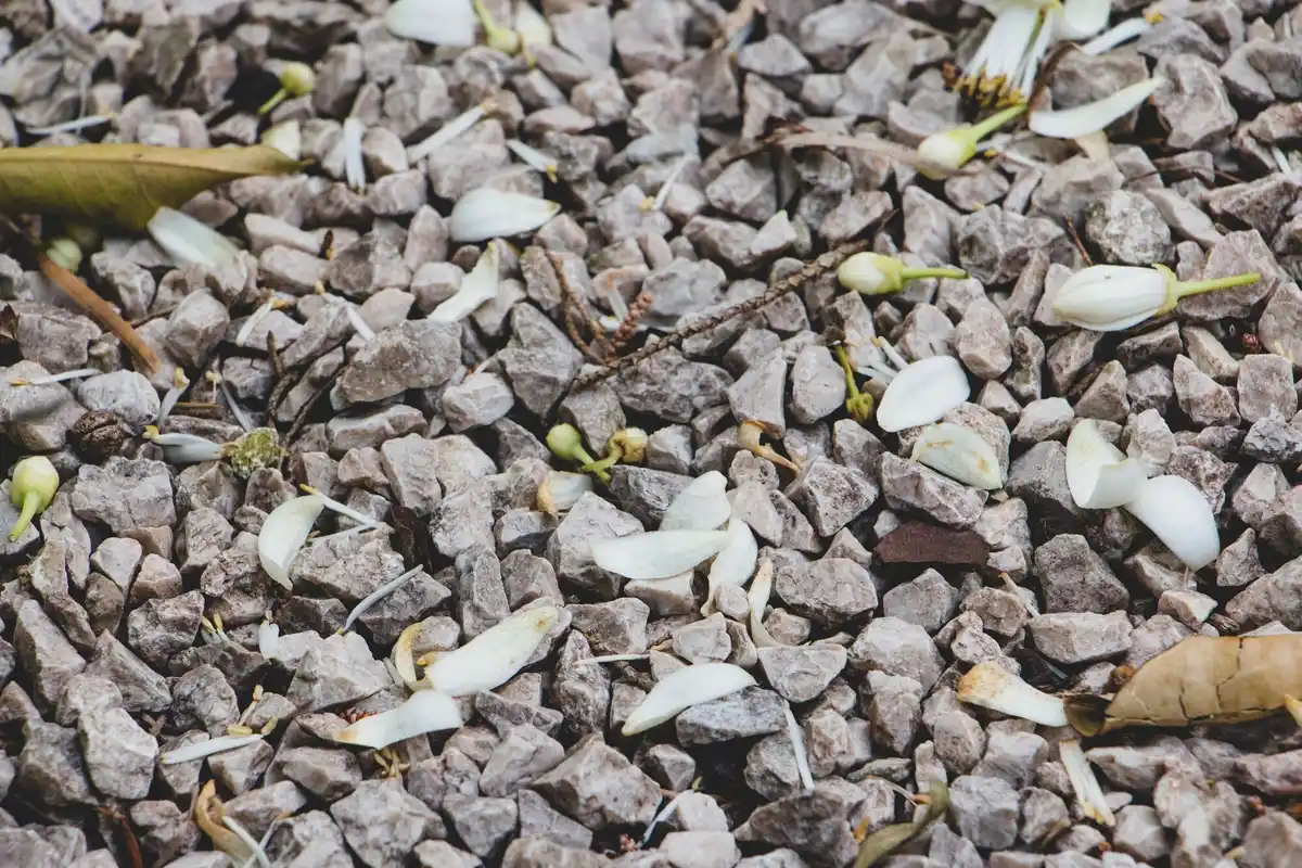 crushed eggshells in garden near currant bush