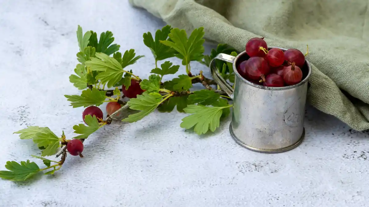 black currant bush healthy garden