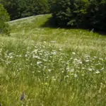 natural Czech backyard with tall grass wildflowers