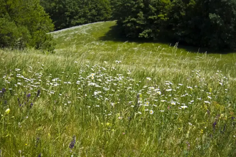natural Czech backyard with tall grass wildflowers