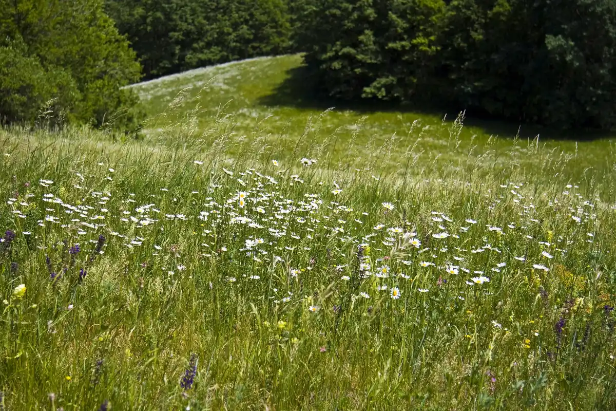 natural Czech backyard with tall grass wildflowers