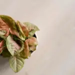 houseplants near radiator with dry leaves