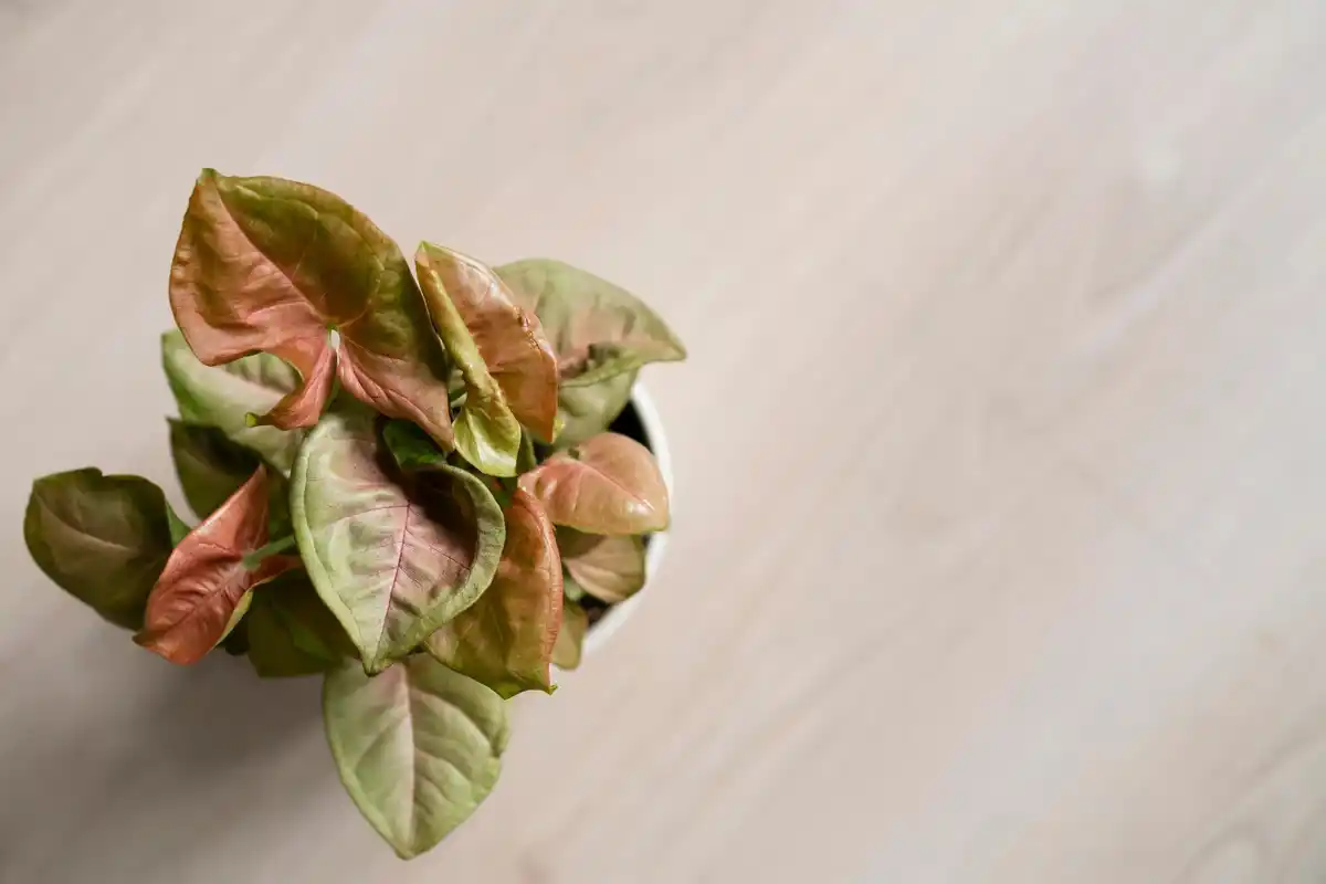 houseplants near radiator with dry leaves