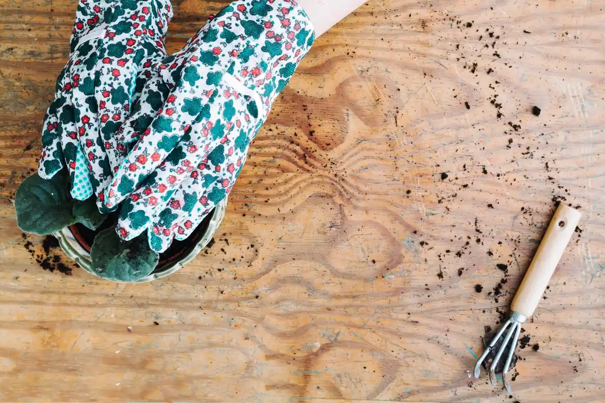 recycled socks for plants home gardening czech