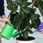 damaged houseplants after dish soap treatment