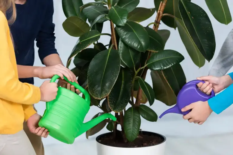 damaged houseplants after dish soap treatment