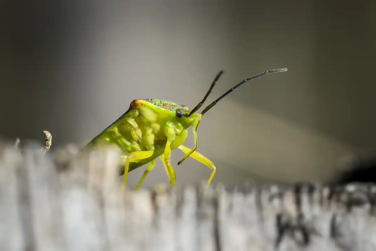 houseplant pests close-up
