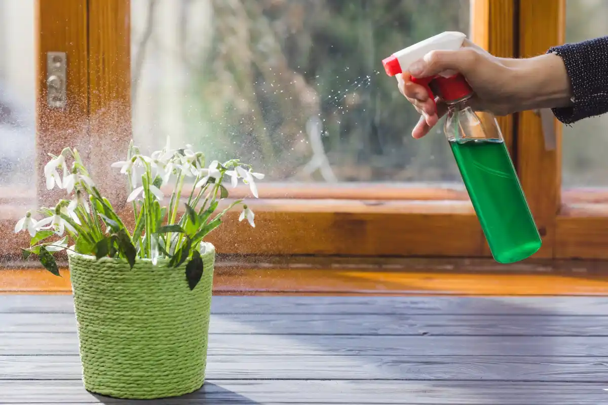 hand spraying houseplant with natural spray