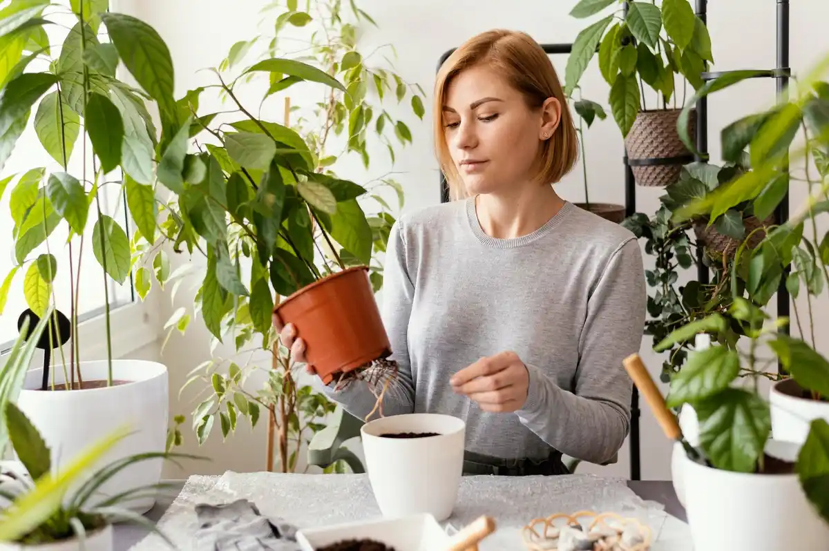 coffee grounds for plants indoor czech home