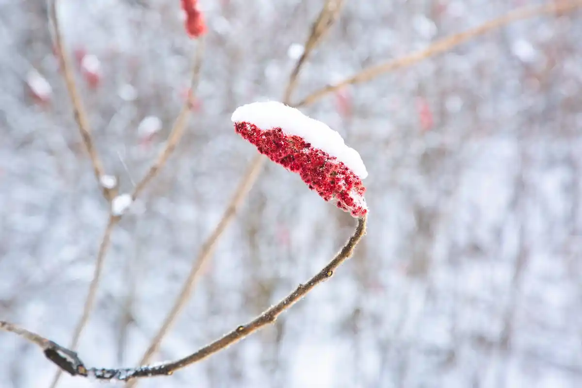 close up winter apple tree Czech orchard snow frost