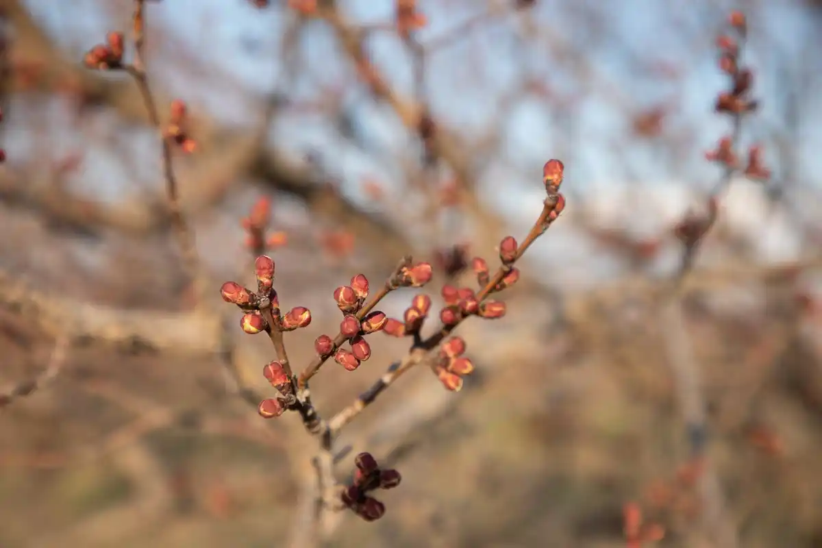 Rubinola apples on tree winter Czech countryside