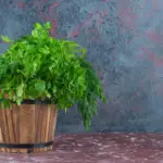 wilted tomato plant czech balcony