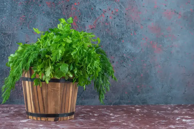 wilted tomato plant czech balcony