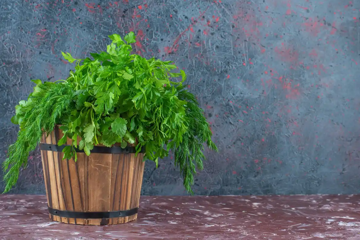 wilted tomato plant czech balcony