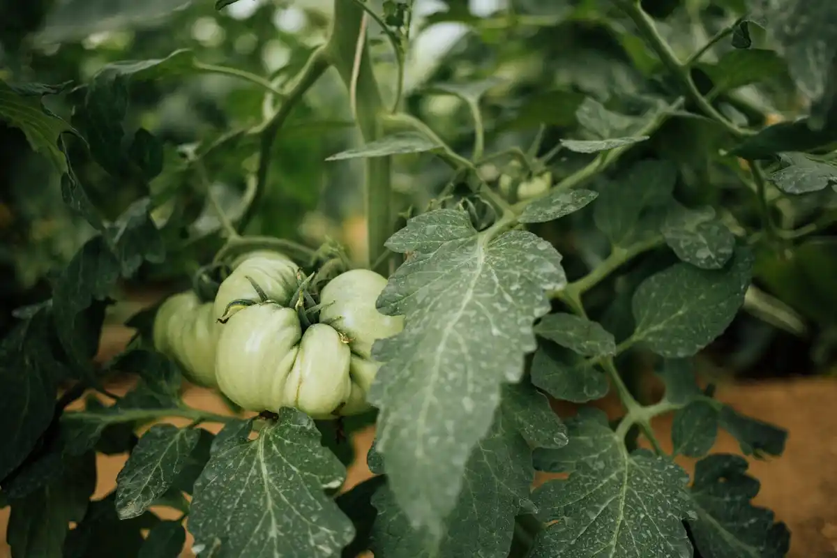 tomato plant wilted outdoor czech garden