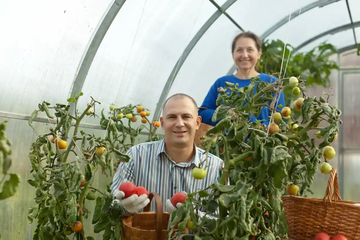 homegrown tomato problems leaves yellow czech balcony