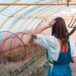 winter greenhouse maintenance czech europe
