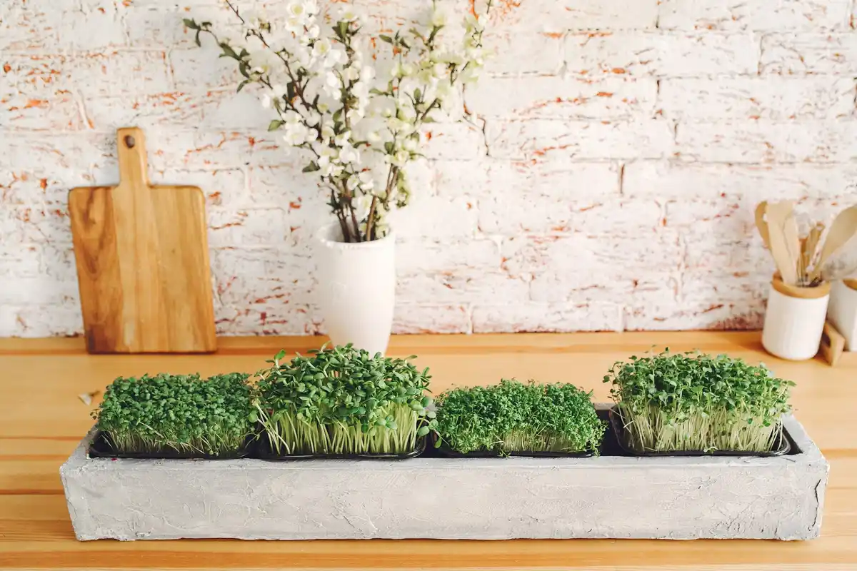 home grown sprouts on window sill winter czech