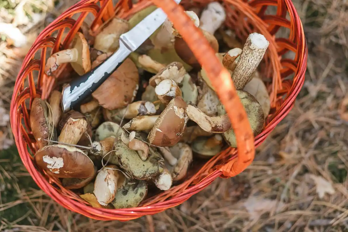 egg shells as fertilizer in Czech garden