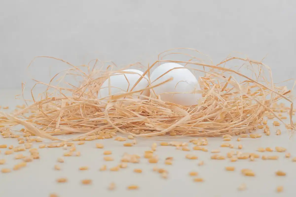 closeup sprouting seeds in eggshells