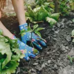 tomato radish companion planting in czech garden