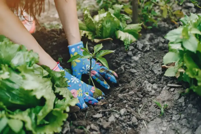 tomato radish companion planting in czech garden
