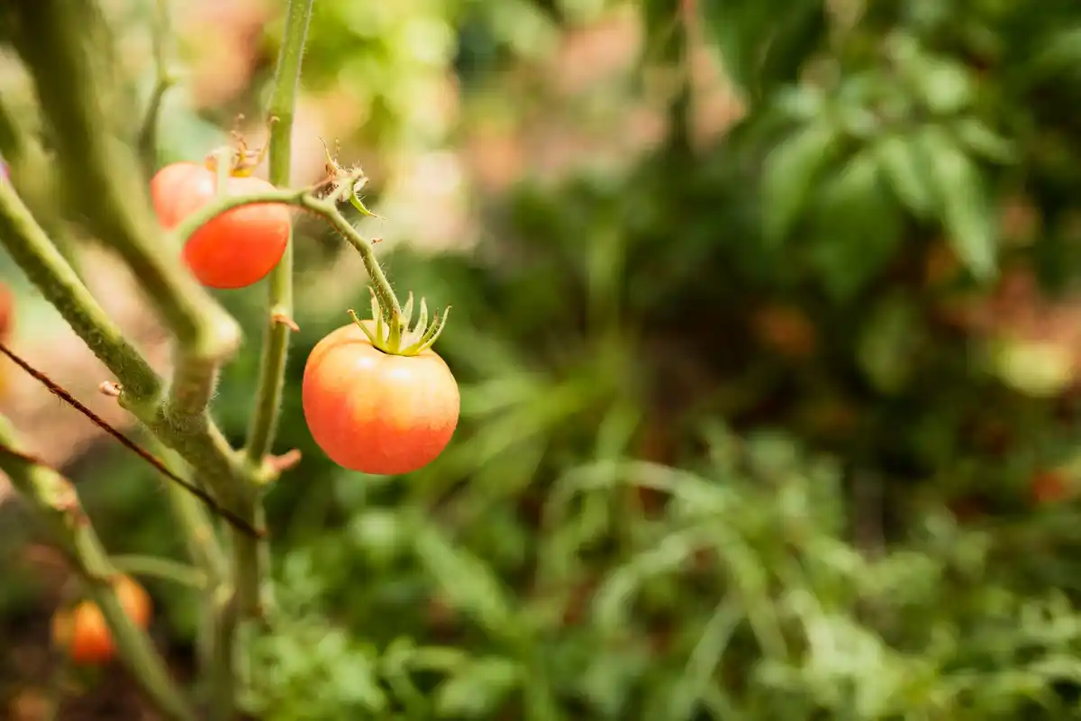 tomato and radish companion planting in czech garden