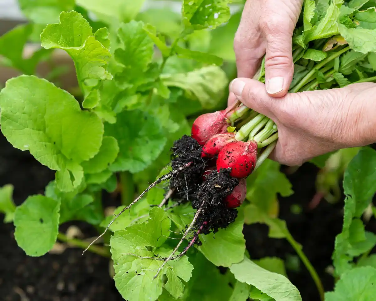 close up radish and tomato plants in czech home garden