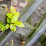 strawberry plants Czech soil problems