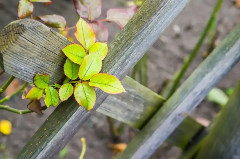 strawberry plants Czech soil problems