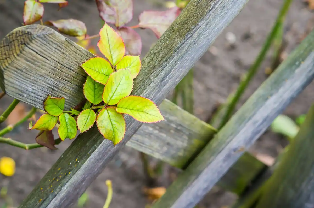 strawberry plants Czech soil problems