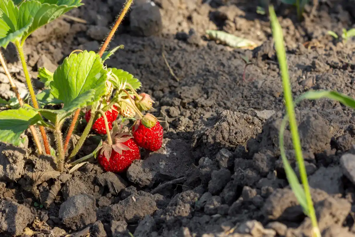 strawberry plants in dense clay soil in czech garden